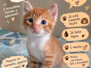 Gato raça SRD-ViraLata idade Abaixo de 2 meses nome Chimzinho