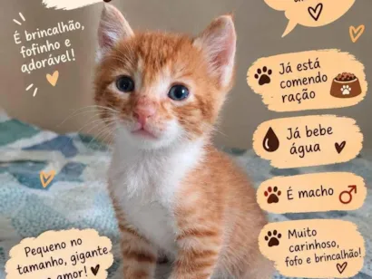 Gato raça SRD-ViraLata idade Abaixo de 2 meses nome Chimzinho
