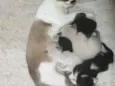 4 filhotinhos 