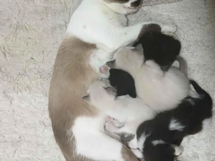 Gato raça  idade Abaixo de 2 meses nome 4 filhotinhos 