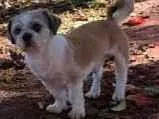 Cachorro raça Shitzu idade 6 ou mais anos nome Chico