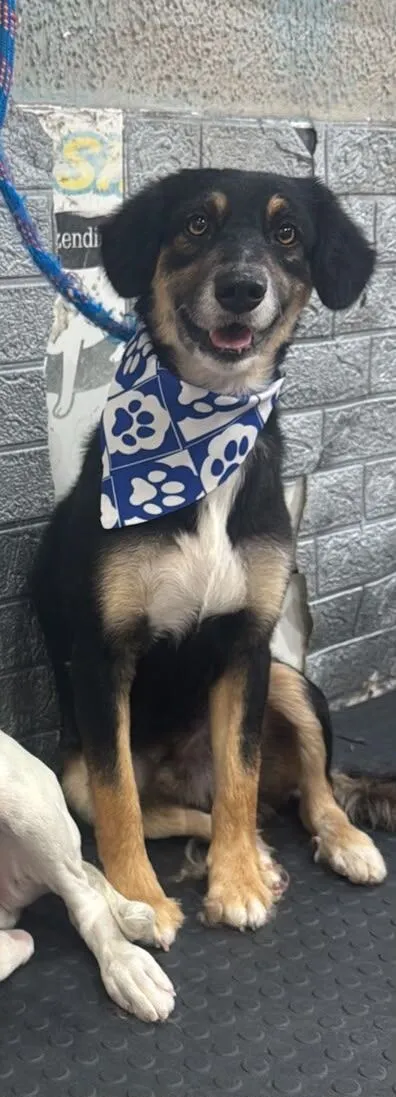 Cachorro raça SRD-ViraLata idade 2 anos nome Thor