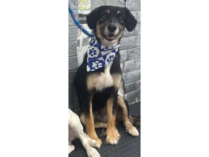 Cachorro raça SRD-ViraLata idade 2 anos nome Thor