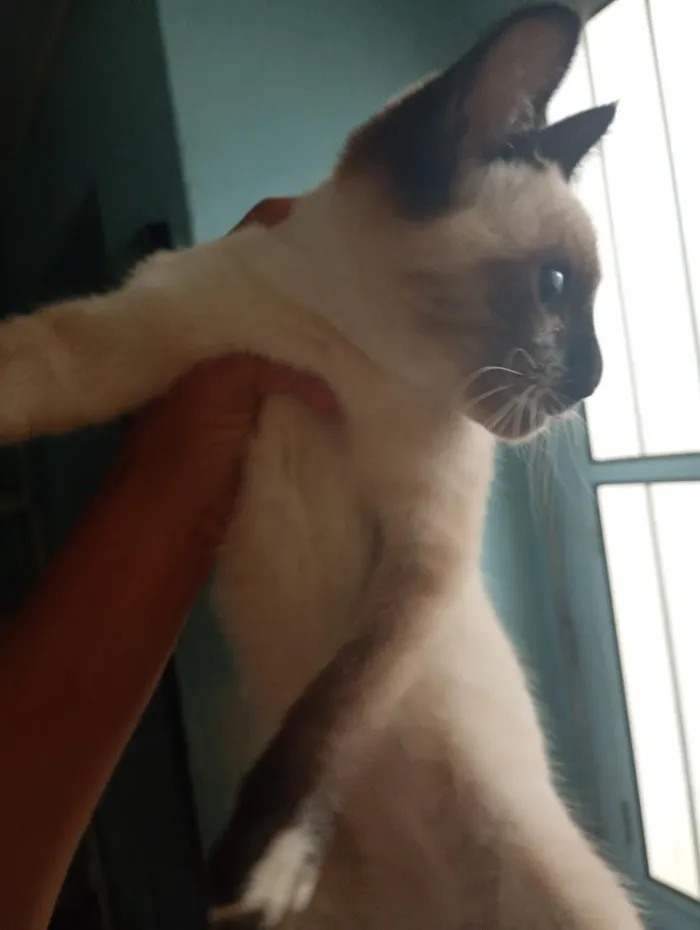 Gato raça SRD-ViraLata idade 1 ano nome sem nomes 
