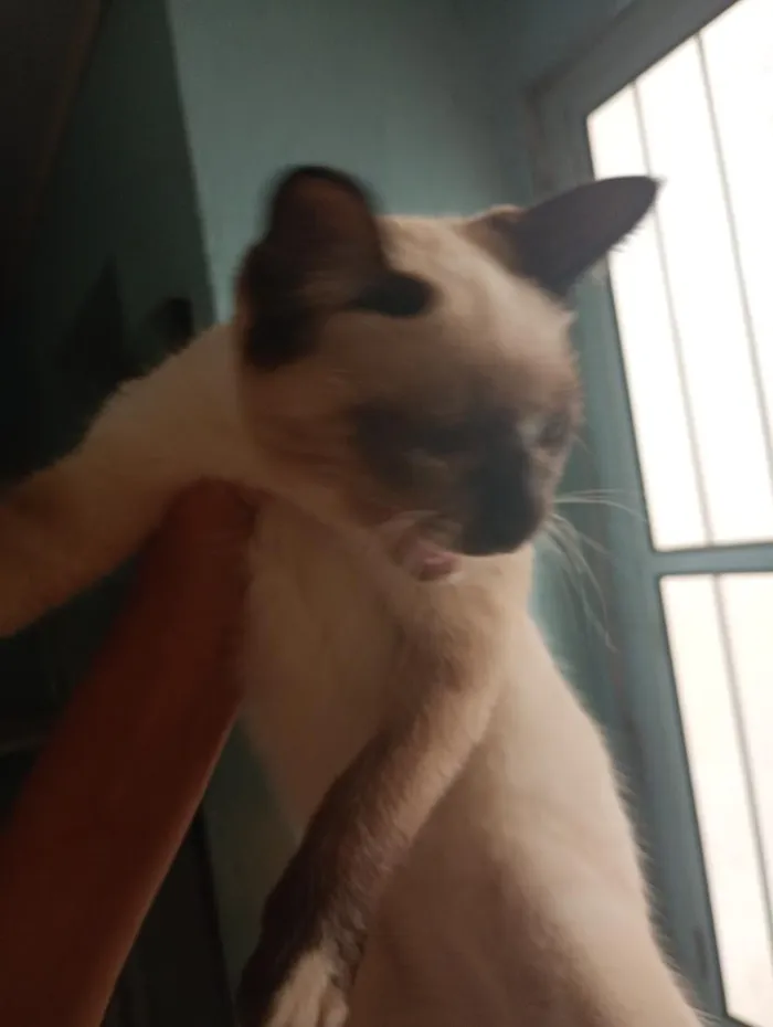 Gato raça SRD-ViraLata idade 1 ano nome sem nomes 