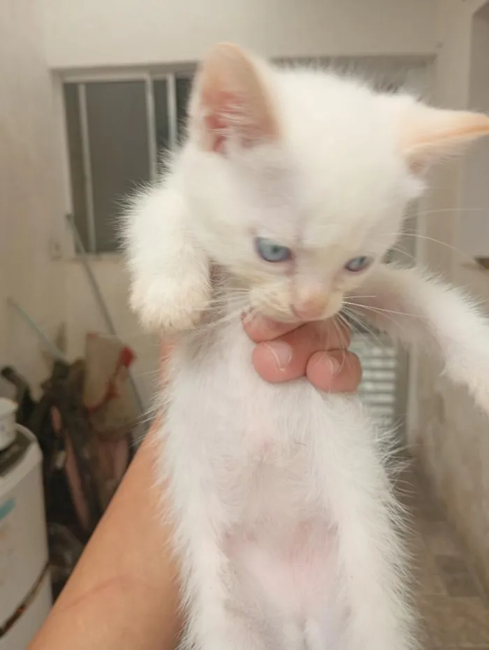 Gato raça SRD-ViraLata idade 1 ano nome sem nomes 