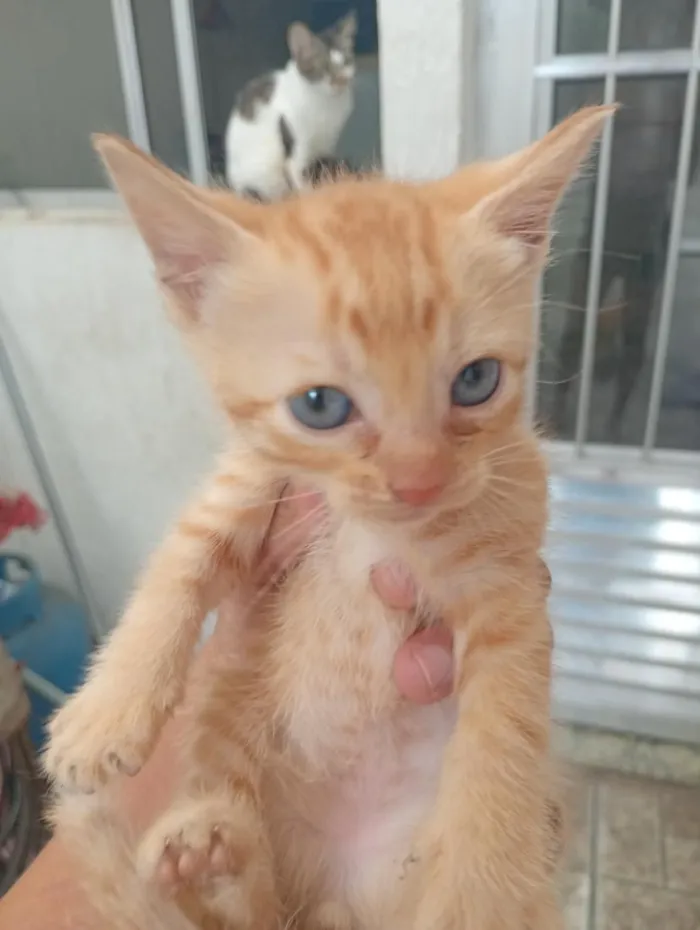 Gato raça SRD-ViraLata idade 1 ano nome sem nomes 