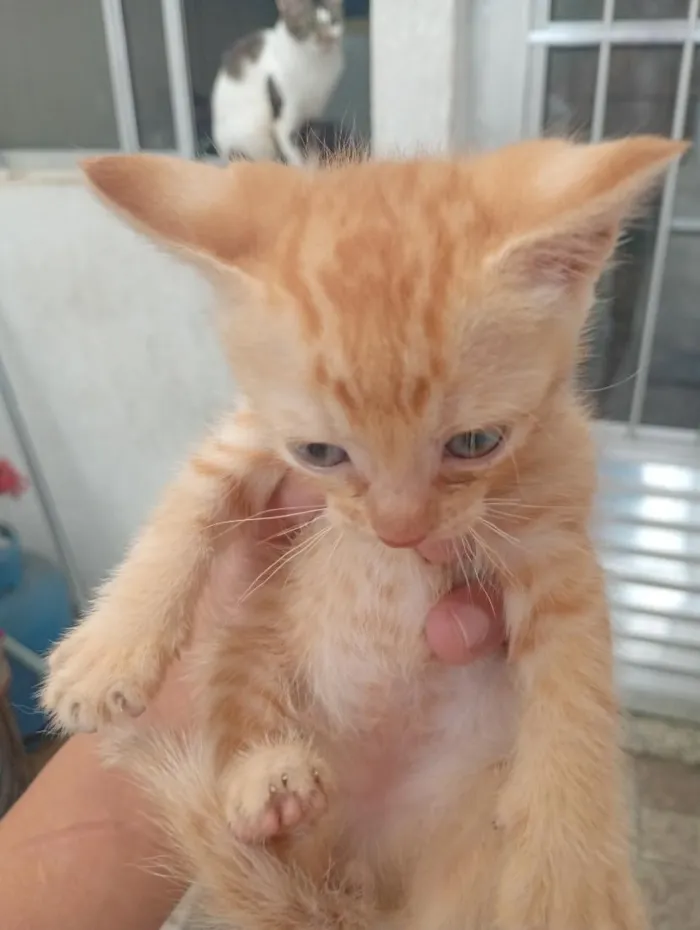 Gato raça SRD-ViraLata idade 1 ano nome sem nomes 