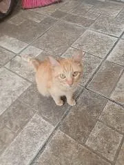 Gato raça SRD-ViraLata idade 1 ano nome sem nomes 