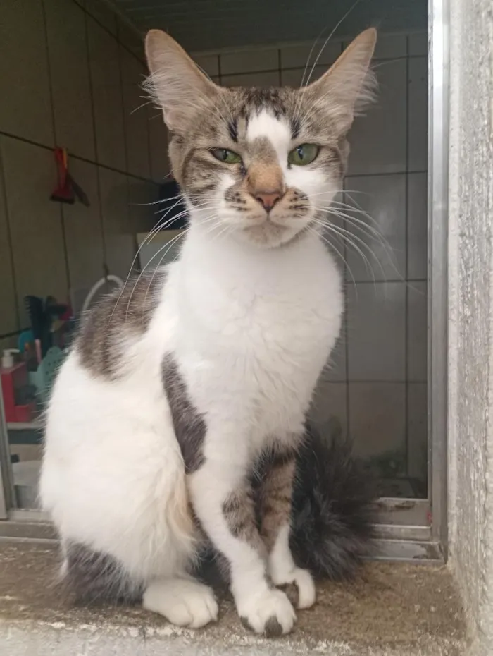 Gato raça SRD-ViraLata idade 1 ano nome sem nomes 
