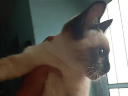 Gato raça SRD-ViraLata idade 1 ano nome sem nomes 
