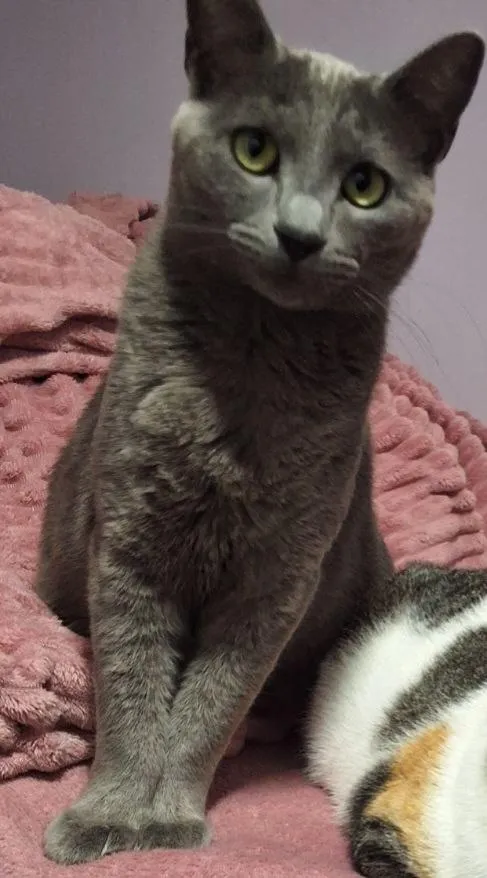 Gato raça Siamês idade 1 ano nome Fumaça 
