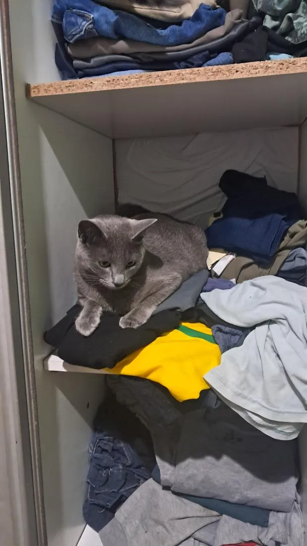 Gato raça Siamês idade 1 ano nome Fumaça 