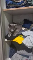 Fumaça