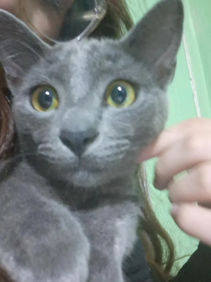 Gato raça Siamês idade 1 ano nome Fumaça 