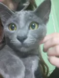 Fumaça