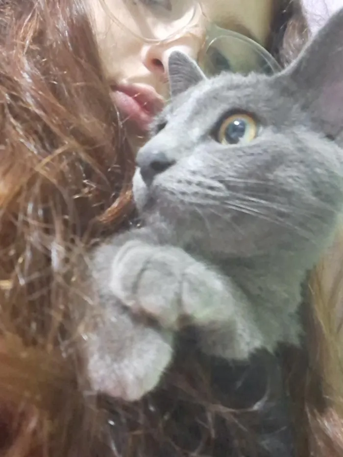 Gato raça Siamês idade 1 ano nome Fumaça 