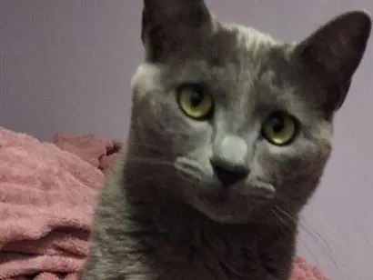 Gato raça Siamês idade 1 ano nome Fumaça 