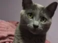 Fumaça