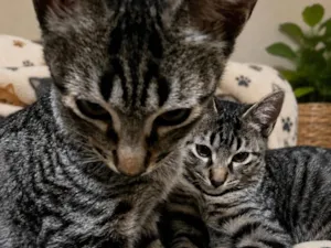 Gato raça SRD-ViraLata idade 2 a 6 meses nome Dengo e Xodó 
