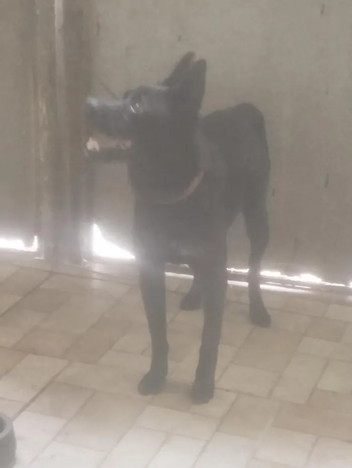Cachorro raça SRD-ViraLata idade 1 ano nome Puma