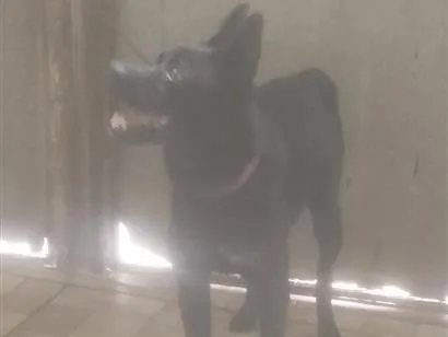 Cachorro raça SRD-ViraLata idade 1 ano nome Puma