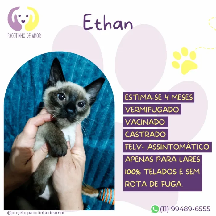 Gato raça Siamês idade 2 a 6 meses nome Ethan