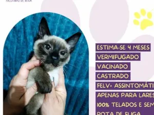 Gato raça Siamês idade 2 a 6 meses nome Ethan