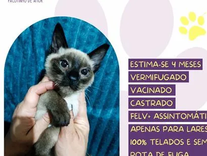 Gato raça Siamês idade 2 a 6 meses nome Ethan