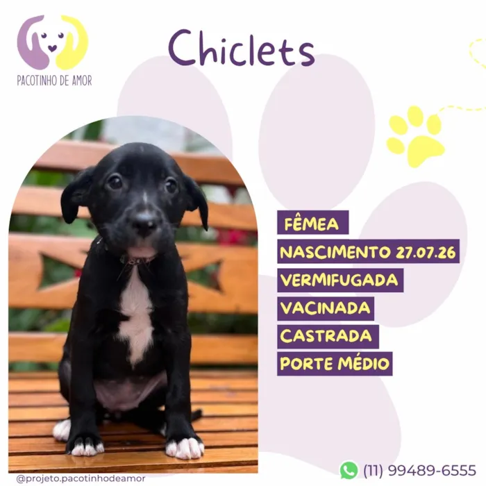 Cachorro raça SRD-ViraLata idade 2 a 6 meses nome Chiclets