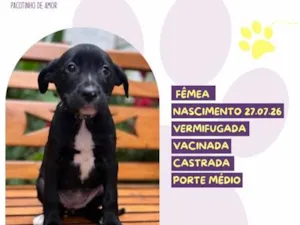 Cachorro raça SRD-ViraLata idade 2 a 6 meses nome Chiclets