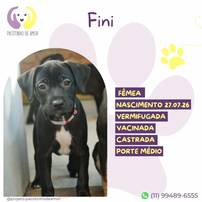Cachorro raça SRD-ViraLata idade 2 a 6 meses nome Fini
