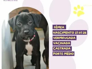 Cachorro raça SRD-ViraLata idade 2 a 6 meses nome Fini