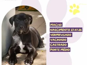 Cachorro raça SRD-ViraLata idade 2 a 6 meses nome Bazooka