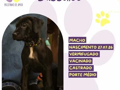 Cachorro raça SRD-ViraLata idade 2 a 6 meses nome Bubbaloo