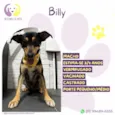 Billy