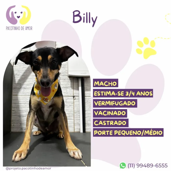 Cachorro raça SRD-ViraLata idade 4 anos nome Billy