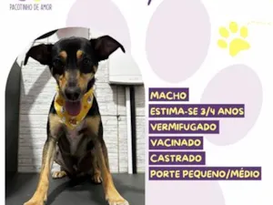 Cachorro raça SRD-ViraLata idade 4 anos nome Billy