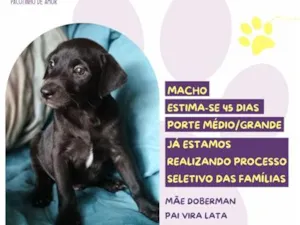 Cachorro raça SRD-ViraLata idade Abaixo de 2 meses nome Baconzitos