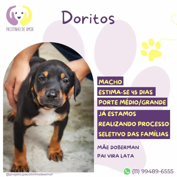 Cachorro raça SRD-ViraLata idade Abaixo de 2 meses nome Doritos