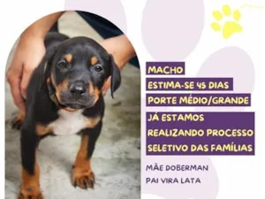 Cachorro raça SRD-ViraLata idade Abaixo de 2 meses nome Doritos