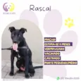 Rascal