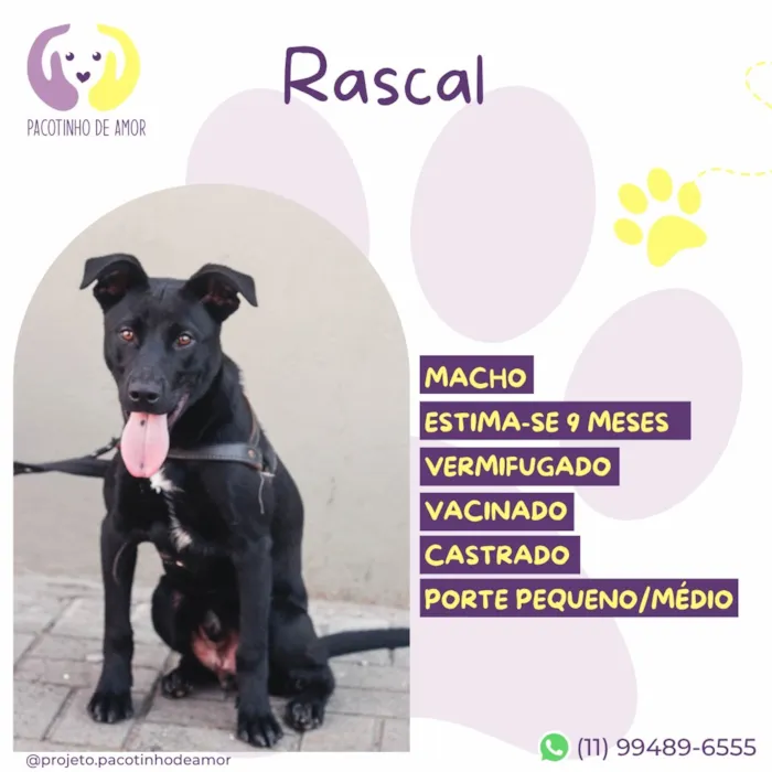 Cachorro raça SRD-ViraLata idade 7 a 11 meses nome Rascal