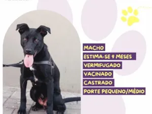 Cachorro raça SRD-ViraLata idade 7 a 11 meses nome Rascal