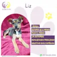 Liz