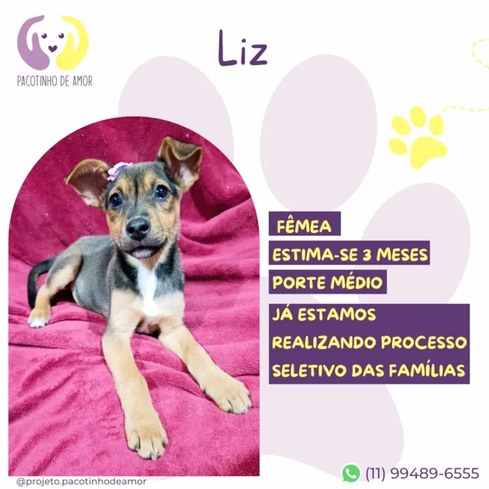 Cachorro raça SRD-ViraLata idade 2 a 6 meses nome Liz