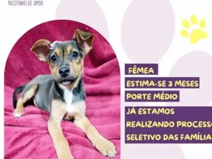 Cachorro raça SRD-ViraLata idade 2 a 6 meses nome Liz