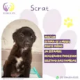 Scrat