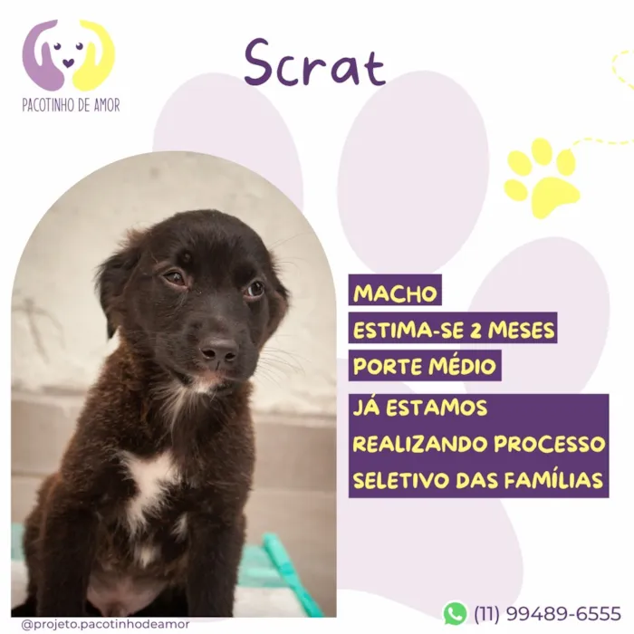 Cachorro raça SRD-ViraLata idade 2 a 6 meses nome Scrat