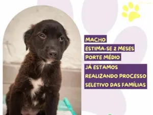 Cachorro raça SRD-ViraLata idade 2 a 6 meses nome Scrat